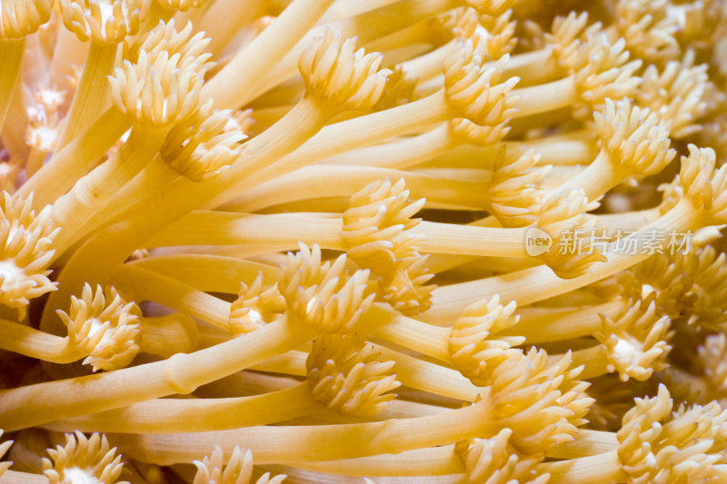 马尔代夫，花盆珊瑚Goniopora sp.与延伸的水螅体进食。